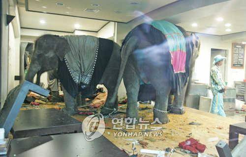 2005년 서울 어린이대공원에서 탈출한 코끼리가 인근 식당에 난입한 모습 [연합뉴스 자료사진]