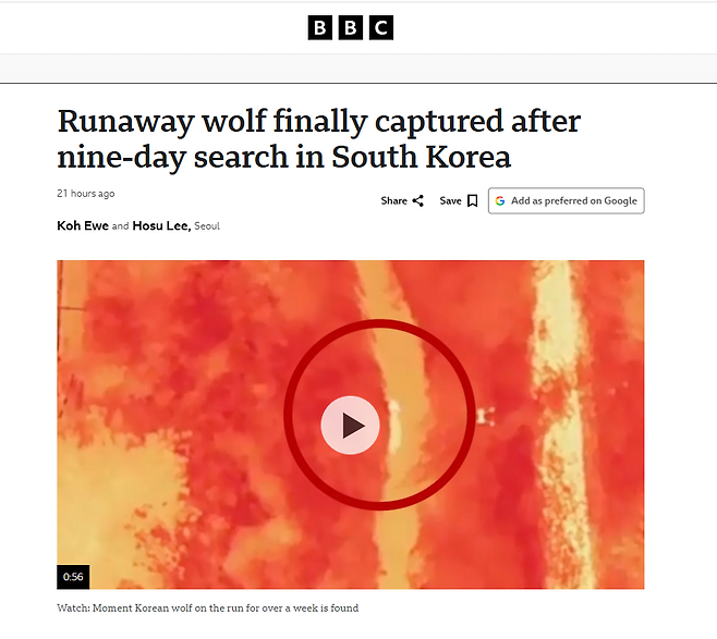 주요 뉴스로 늑구 포획 소식 전한 BBC