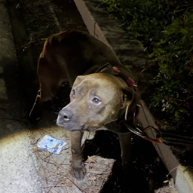 대구 달성군 투견장에서 발견된 한 투견의 모습(사진=동물자유연대)