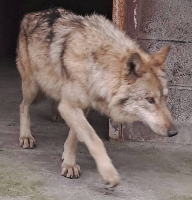대전 중구 오월드에서 탈출한 늑대 늑구가 치료를 받고 회복하고 있다. 대전오월드 제공
