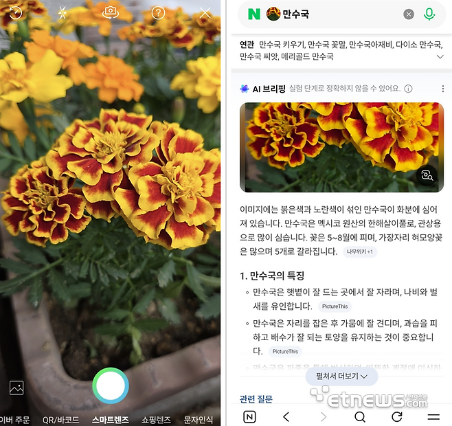 (사진 좌측)네이버 스마트렌즈로 거리에 있는 꽃을 촬영했다. 이미지 분석으로 도출된 사진의 꽃 이름은 자동으로 네이버 통합검색에 입력됐다. 검색 결과 상단에선 'AI 브리핑'이 만수국 정보를 요약해 안내했다. 〈네이버 스마트렌즈·통합검색 앱 화면 갈무리〉