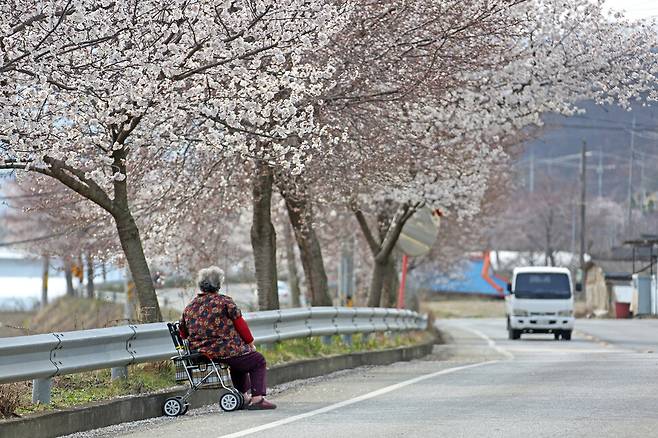 보행기에 의지해서 걸어가던 노인이 흐드러지게 핀 벚꽃나무 아래에서 잠시 쉬고 있다. 봄이 되면 꽃가루와 함께 미세먼지, 자외선이 동시에 강해지며, 여기에 큰 일교차와 건조한 공기가 겹치면서 호흡기 점막은 평소보다 더 쉽게 지치고 손상된다. 게티이미지뱅크