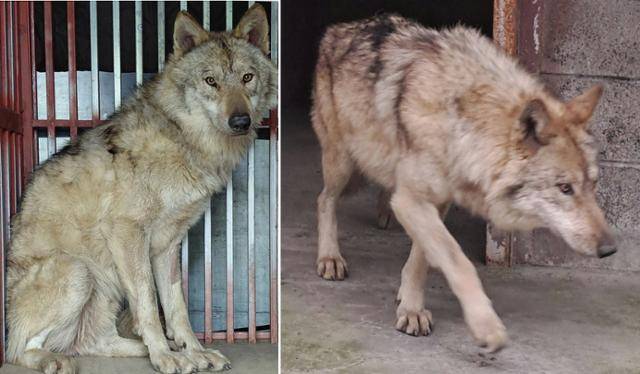 8일 대전 오월드에서 탈출했다가 17일 생포돼 치료를 받고 회복 중인 '늑구'. 대전시 제공