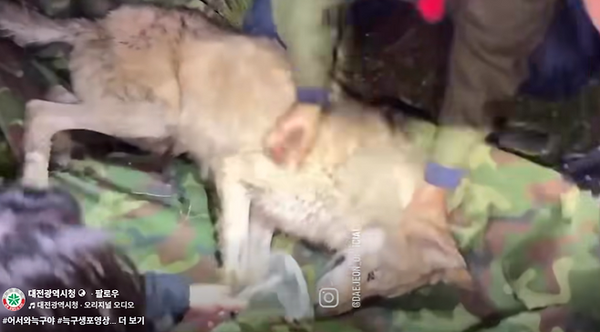 늑구 생포 당시 현장 (사진, 대전광역시 SNS)