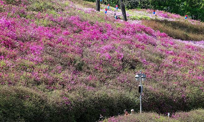 16일 오후 군포 철쭉동산. 군포 철쭉 동산은 조성한 지 20년이 넘어 철쭉의 키가 크다. 강정현 기자