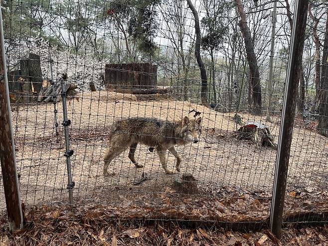 [대전=뉴시스]사육장에 있는 늑구 모습. 2026. 04. 14 photo@newsis.com *재판매 및 DB 금지