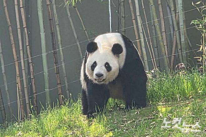 에버랜드 판다월드에서 서식 중인 푸바오 엄마 아이바오. 곽인숙 기자