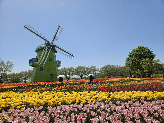 날개가 돌아가는 풍차와 오색빛깔 튤립.