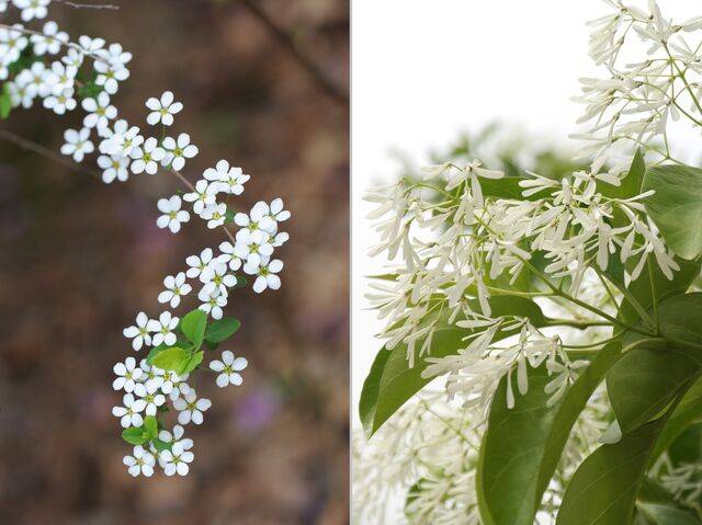 조팝나무(왼쪽)와 이팝나무. 국가생물종지식정보시스템