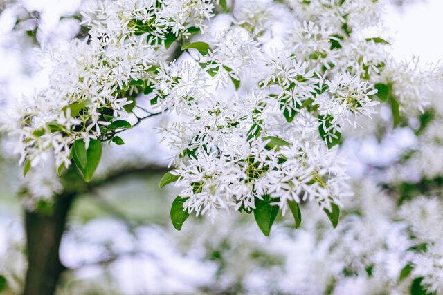 이팝나무. 클립아트코리아