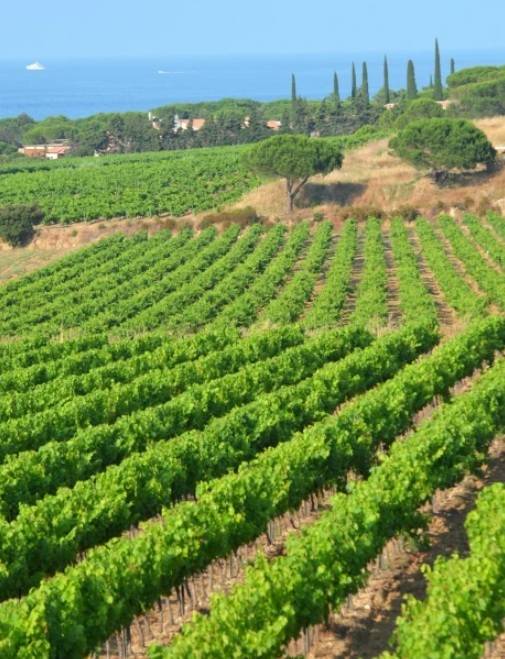 프레쥐스 포도밭. 프로방스와인협회