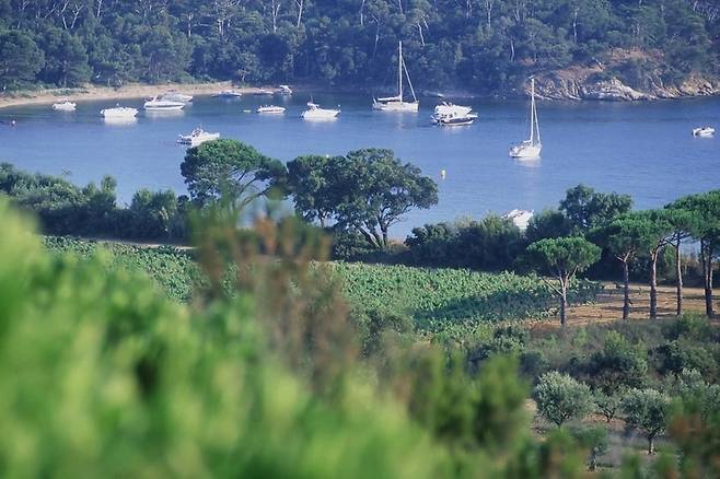 라 론드 포도밭. 프로방스와인협회