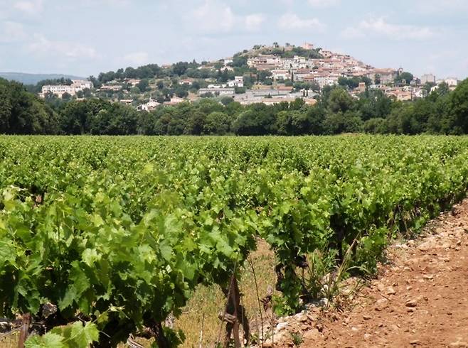 피에르푀 포도밭.&nbsp;프로방스와인협회