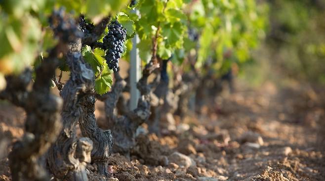 방돌 포도밭. 방돌와인협회