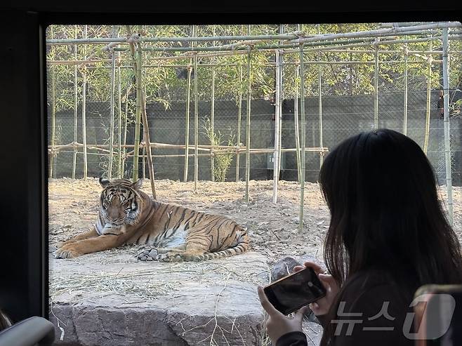 사파리월드에서 볼 수 있는 뱅갈호랑이 ⓒ 뉴스1 윤슬빈 관광전문기자