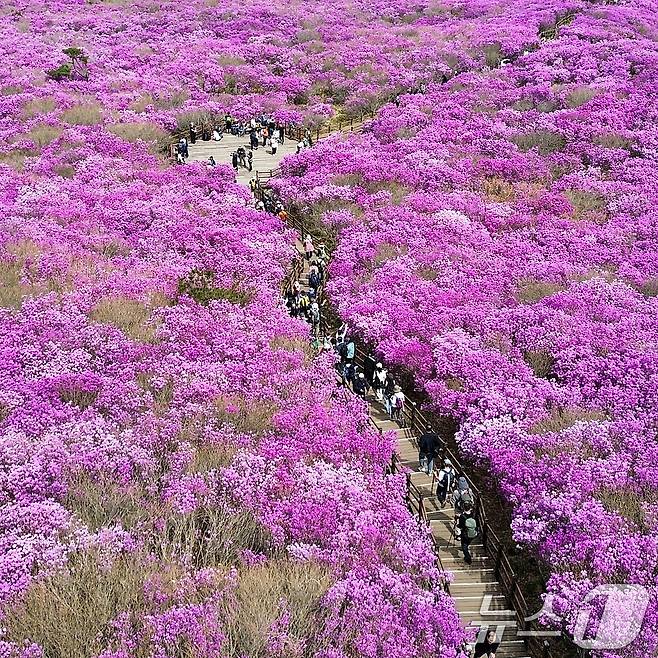 19일 대구 달성군 비슬산 대견사 인근 참꽃군락지에 곱게 핀 참꽃이 절정을 이룬 가운데 휴일을 맞은 시민들의 발길이 줄을 잇고 있다. 달성문화재단은 달성군을 대표하는 봄 축제인 '제30회 비슬산 참꽃문화제'를 17~19일 국립대구과학관 광장과 비슬산 일원에서 개최했다. 2026.4.19 ⓒ 뉴스1 공정식 기자