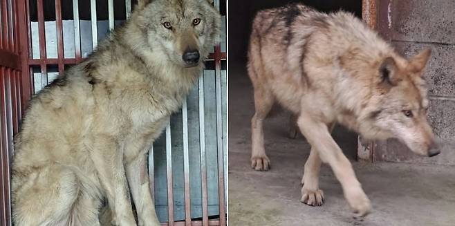 늑대 '늑구' (사진, 대전 오월드)