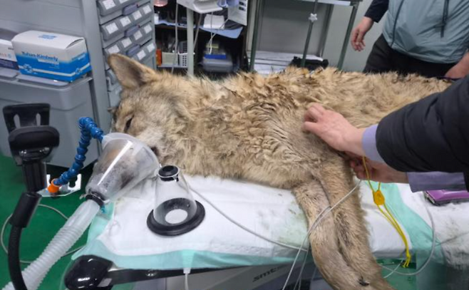 지난 17일 새벽 마취총에 맞아 포획돼 잠든 늑대 '늑구' (사진, 대전 오월드)