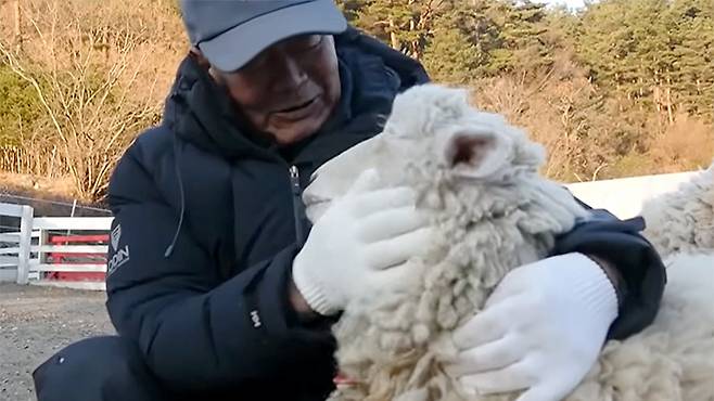 직접 우유를 먹여 키운 양 메리와 교감하는 시간은 그에게 양 떼가 단순한 가축을 넘어 삶을 지탱하는 버팀목임을 증명하는 순간이다. 골라듄다큐 화면 캡처