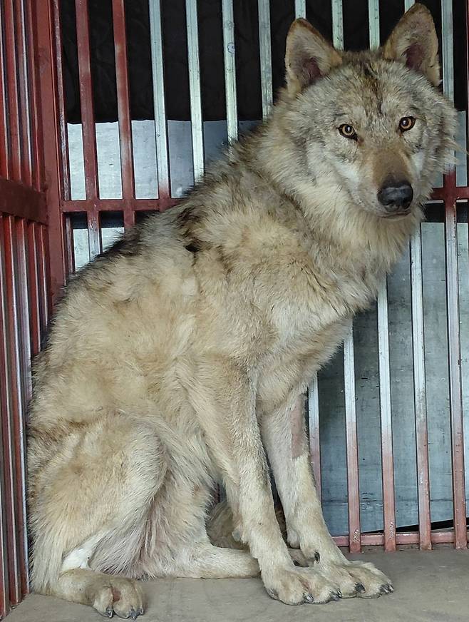 대전 오월드에서 탈출한 늑대 ‘늑구’가 탈출 9일 만인 이달 17일 0시 44분께 대전 중구 안영동 안영IC 인근에서 포획됐다. 사진은 병원 다녀온 뒤 회복 중인 늑구. 사진 제공=대전오월드