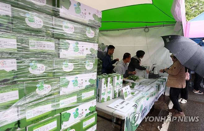 '2023 양구 곰취축제' [연합뉴스 자료사진]