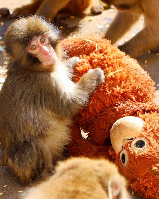 아기원숭이 펀치.(출처=이치카와시 동식물원 SNS 캡처)