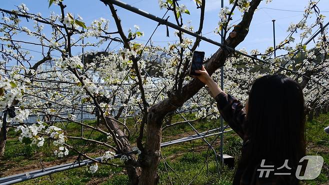 충북 영동군 영동읍 심원리 한 농원에 활짝 흰색의 배꽃이 보는 이들의 감탄을 절로 나게 하고 있다. (영동군 제공. 재판매 및 DB금지)
