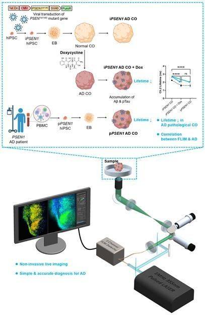 hiPSC를 기반으로 구축한 알츠하이머병 뇌 오가노이드 모델과 FLIM 분석 플랫폼의 전체 흐름을 시각화한 그림. 연구진 제공