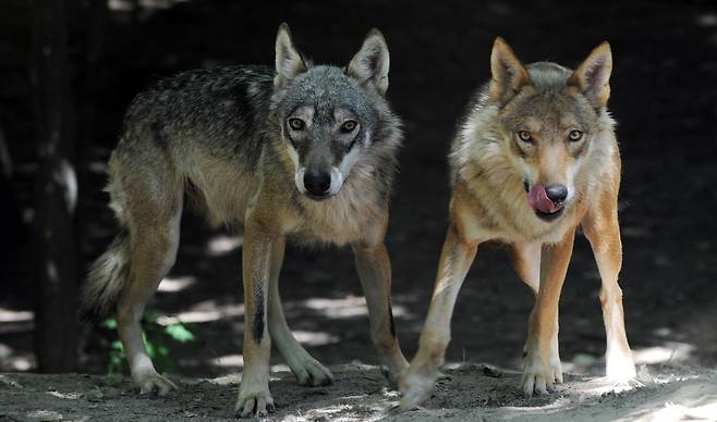 대전오월드에서 사육 중인 성년 늑대들의 모습. 오월드에는 현재 늑대 약 20마리가 사육중이다. /신현종 기자
