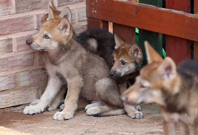대전오월드에서 태어난 지 얼마 되지 않은 한국 늑대 새끼들이 무리로 모여 있다. ‘늑구’는 2008년 러시아 사라토프주에서 들여온 개체를 바탕으로 한 한국 늑대 복원 사업의 3세대 후손이다. /신현종 기자