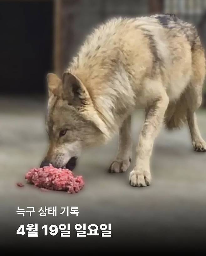 19일 늑구가 소고기 및 생닭 분쇄육을 섭취하고 있는 모습. 대전 오월드 인스타그램 갈무리