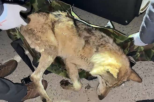 대전 오월드를 탈출한 늑대 '늑구'가 탈출 9일 만인 17일 0시 44분쯤 대전 중구 안영동 안영IC 인근에서 포획됐다. 대전시 제공