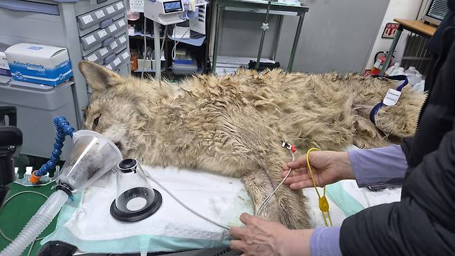 17일 생포된 늑구가 검진을 받고 있는 모습. 늑구의 위장에선 2.6㎝의 낚싯바늘이 발견되기도 했다. 대전시 제공