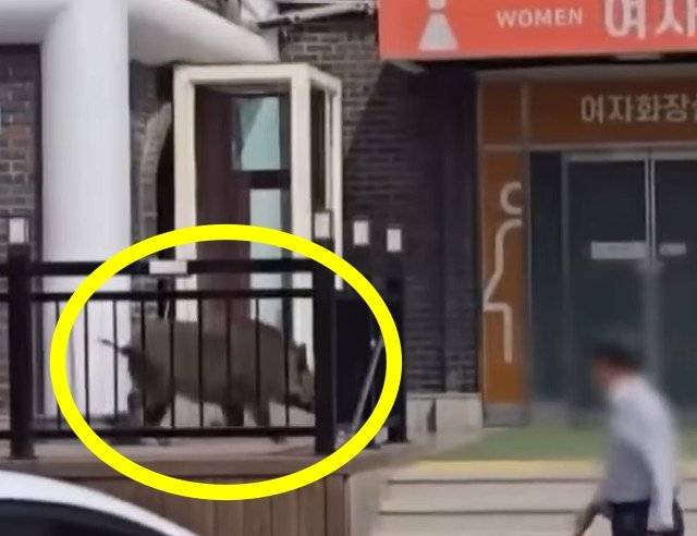 14일 경기 가평군 벚꽃길휴게소에 멧돼지 한 마리가 나타났다. 채널A