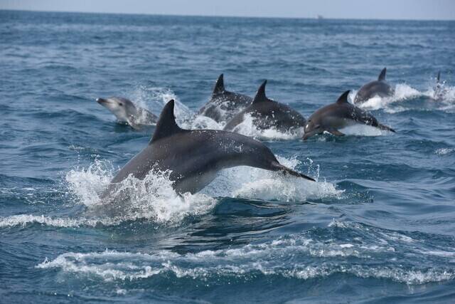 제주 서귀포시 대정 앞바다에서 남방큰돌고래들이 헤엄치고 있다. 고래연구센터 제공