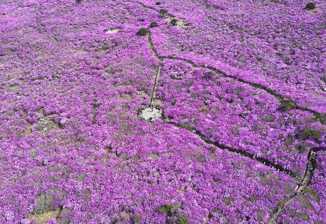 대구 달성군 비슬산 대견사 인근 참꽃군락지에 곱게 핀 참꽃이 절정을 이룬 19일 시민들의 발길이 줄을 잇고 있다. 뉴스1