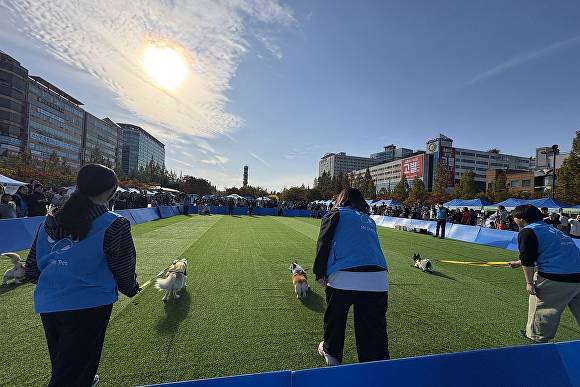 '동물교감치유 문화제'의 주요 프로그램인 반려견 달리기 대회에서, 참가 반려견들이 힘차게 질주하고 있다. [사진=고양시]