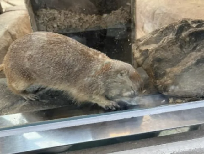 대전오월드에 사육 중인 프레리도그가 시멘트 바닥에서 땅을 파는 행동을 하고 있다. 대전충남녹색연합 제공