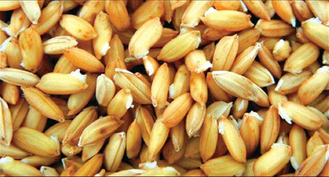 볍씨. 농민신문DB