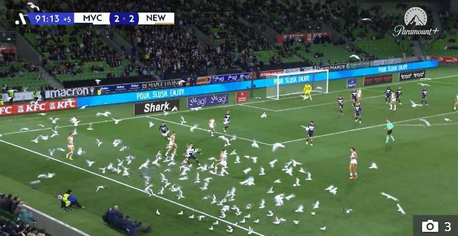 경기장을 덮친 갈매기 떼. /사진=더선 갈무리