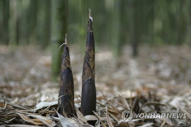 태화강 대숲 죽순 [울산시 제공. 재판매 및 DB 금지]
