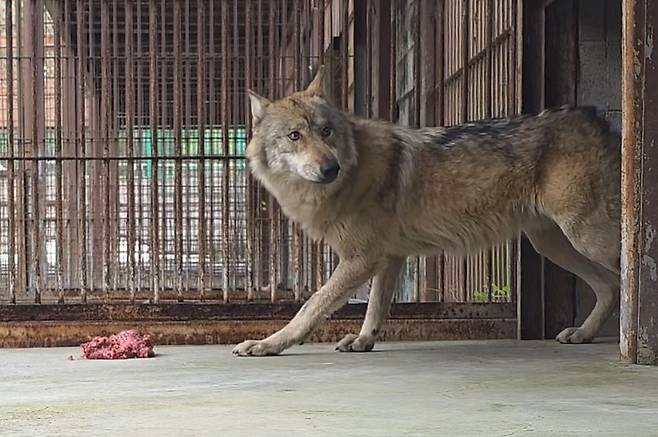 대전오월드에서 탈출했다 9일 만인 지난 17일 생포돼 돌아온 늑대 '늑구'가 20일 오후 2시 닭고기와 소고기 분쇄육을 먹다가 주변을 두리번거리고 있다. 2026.4.20 [대전오월드 제공. 재판매 및 DB 금지]
