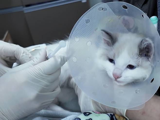 예방접종 중인 아기 고양이(VIP동물의료센터 인스타그램) ⓒ 뉴스1