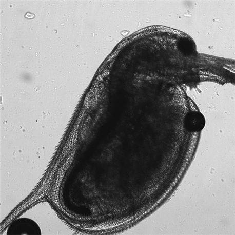 KRISS가 독성평가 연구에 활용한 물벼룩의 현미경 사진. 연구팀 제공