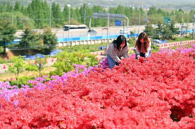 하남시 미사한강공원 2호 전망대 일대가 12만본의 선홍빛 철쭉으로 물들어 장관을 연출하고 있다. 하남시 제공