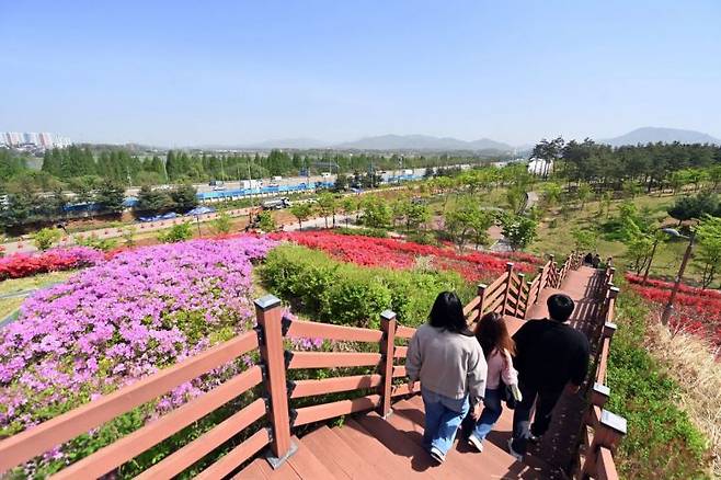 하남시 미사한강공원 2호 전망대 일대가 12만본의 선홍빛 철쭉으로 물들어 장관을 연출하고 있다. 하남시 제공