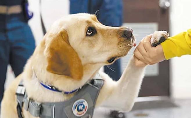 승조원 손 잡아주는 치료견 ‘세이지 대위’세계 최대 항공모함인 미 해군 제럴드 R. 포드함에 승선해 승조원들의 심신 안정에 큰 역할을 하고 있는 치료견 세이지. /미 함대사령부