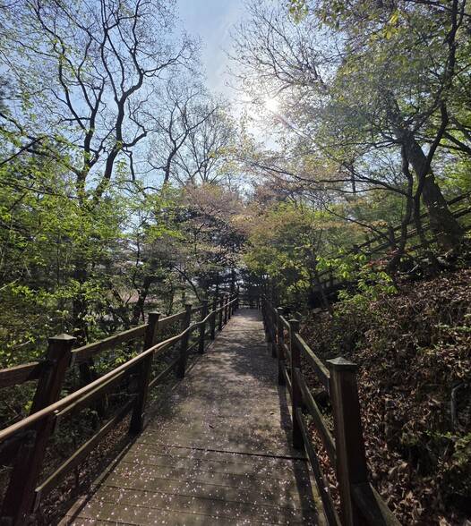 늑구 가출 8일째되던 지난 15일 오월드에서 뒷산으로 연결된 산책로 입구 모습. 지난 8일 만개한 오월드의 벚꽃은 늑구 실종 열흘 사이 꽃잎이 다 떨어졌다. 최예린 기자