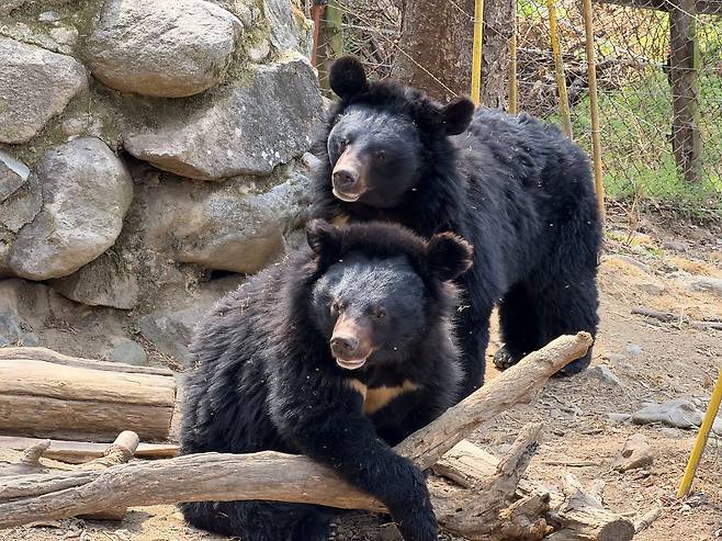 지리산 생태학습장에 살고 있는 반달가슴곰. 천권필 기자