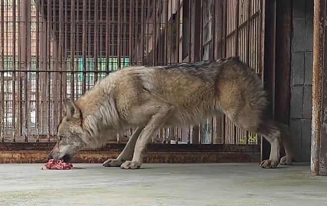 대전오월드를 탈출했다 열흘 만인 지난 17일 생포돼 돌아온 늑대 '늑구'가 20일 오후 2시 닭고기와 소고기 분쇄육을 먹고 있다. [대전오월드 제공. 재판매 및 DB 금지] 연합뉴스